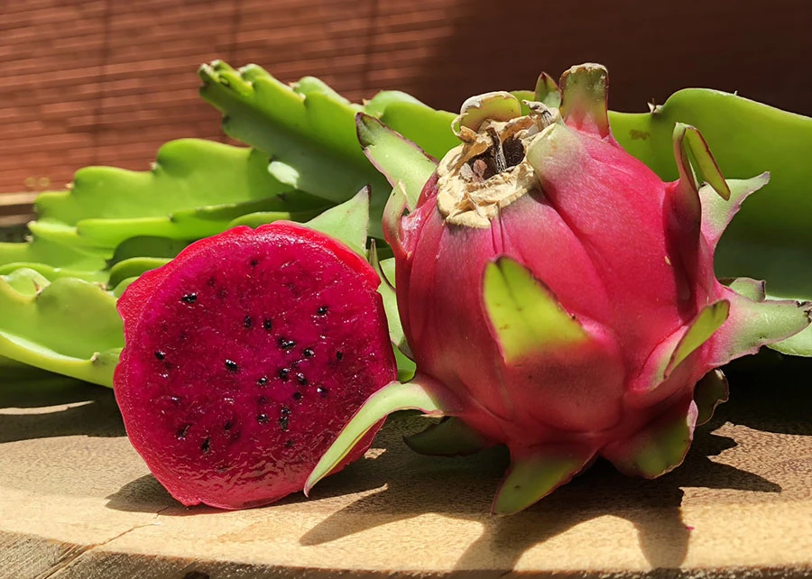 Pitaya: um investimento bastante frutífero